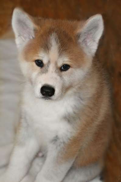 Продам щенков породы японская Акита-ину в фото 13