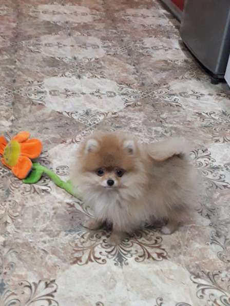 Мини-мишка девочка померанского шпица. Крошечная в фото 8