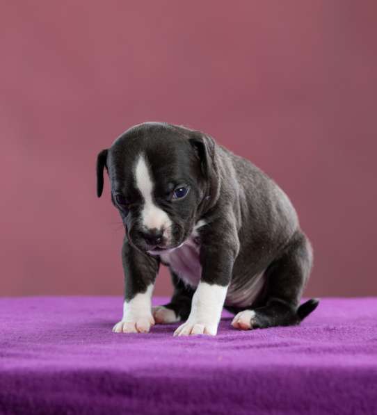 Девочка АмСтафф ищет самую лучшую семью в Санкт-Петербурге фото 8