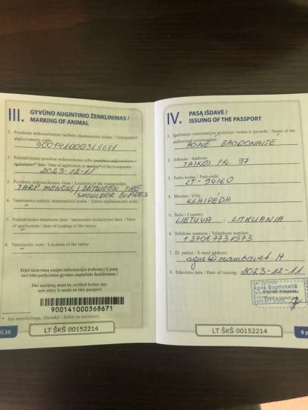 Цвергпинчер в фото 3