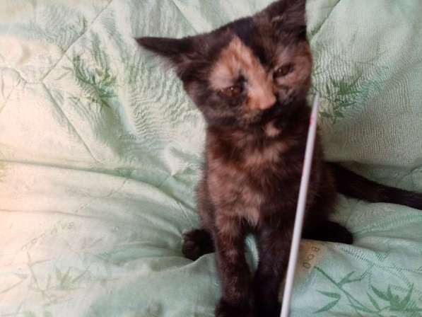 Британская кошечка 1.5 месяца в Санкт-Петербурге фото 3