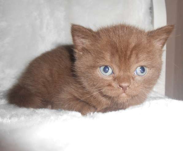 Котенок британец шоколад Бри котик коричневый