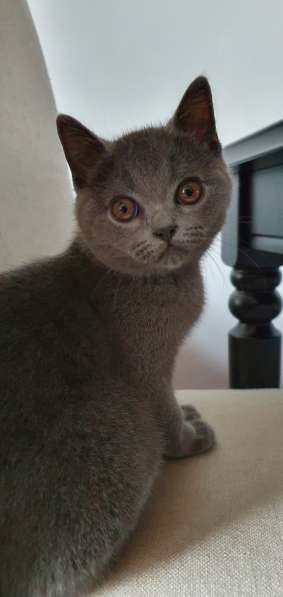 Piękny, pluszowy kot brytyjski czeka na rodziców! в фото 3