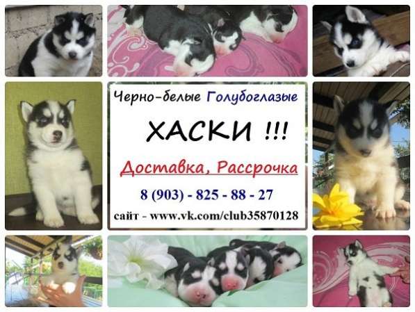 Щеночки хаски. голубоглазые в Нижнекамске