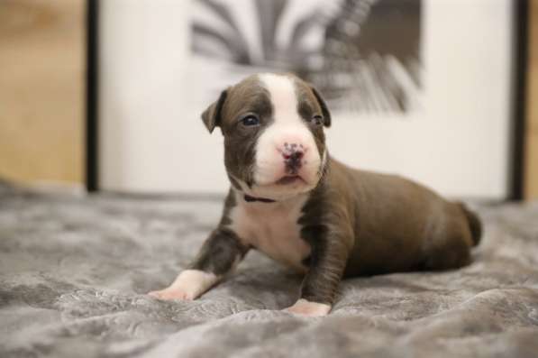 Голубые мальчики и девочки Амстаффтерьера ркф в Москве фото 3