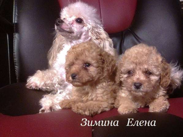 Щенки миниатюрного пуделя