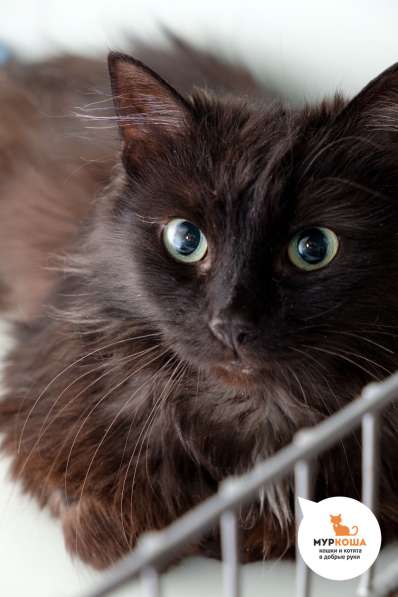 Кошечка Нутелла в Москве фото 5