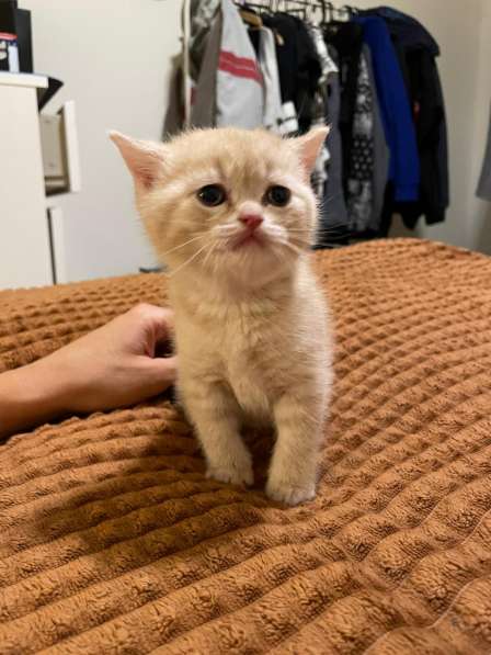 Шотландские вислоухие котята в 