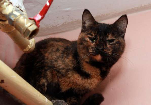 Котенок в добрые руки. Крошка пеструшка в Калуге фото 48