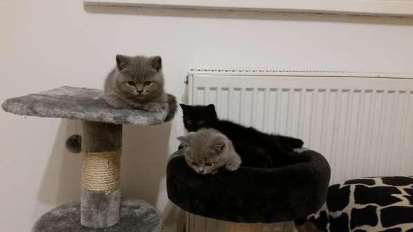 Британские короткошерстные котята в фото 16