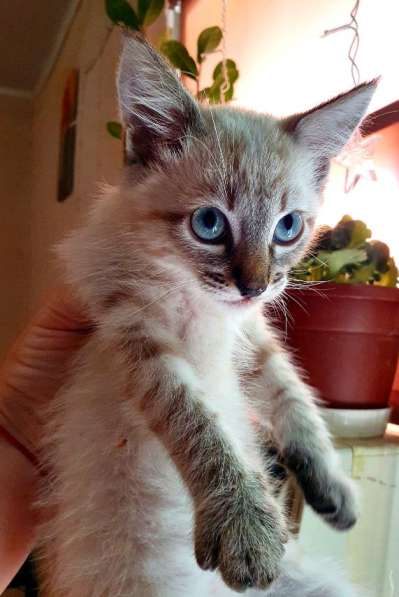 Продам тайский котят в Севастополе фото 3