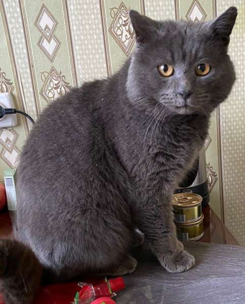 4-летний британский кот даром в Москве фото 16