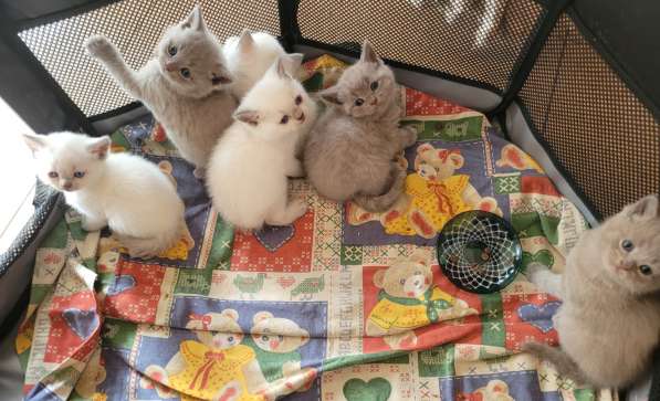 Британские короткошерстные котята(резервация) в фото 8