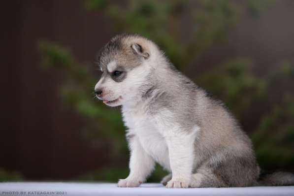 Щенки хаски ищут хозяев в Москве фото 3