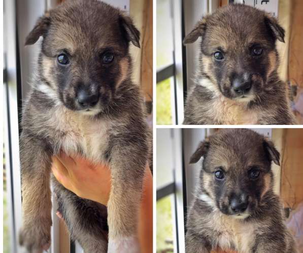 Щенки в дар в Краснодаре фото 20