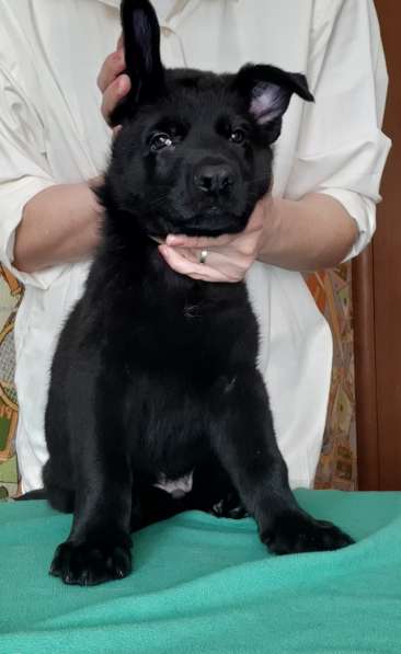 Щенок немецкой очарки черный кобель в Москве фото 4