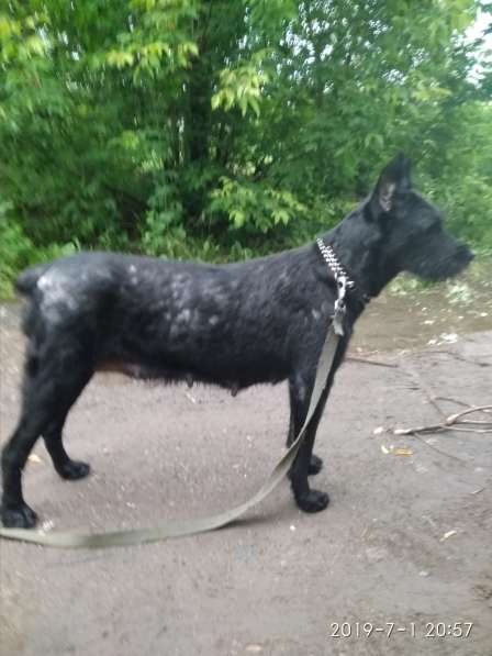 Щенки ризеншнауцера в Перми фото 7