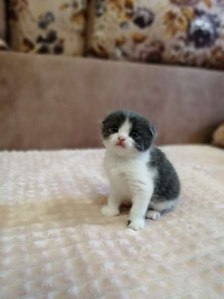 Без кота и жизнь не та! в Липецке фото 18