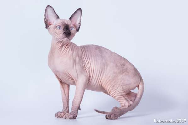 Любимые домашние компаньоны в Саратове фото 6