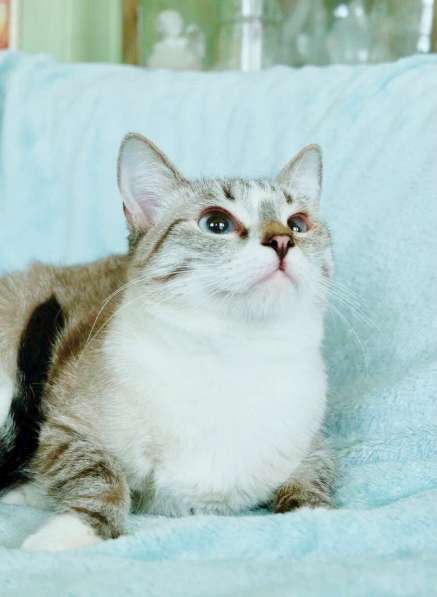 Тайский котенок-подросток Маффин ищет дом в Москве фото 6