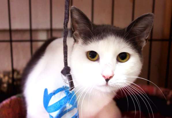 Котик Джуд Лоу в Москве