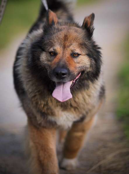 Ищет заботливых хозяев потрясающая собака Ресси в Москве фото 6