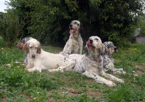 Английский сеттер щенки из элитного питомника в Москве фото 110