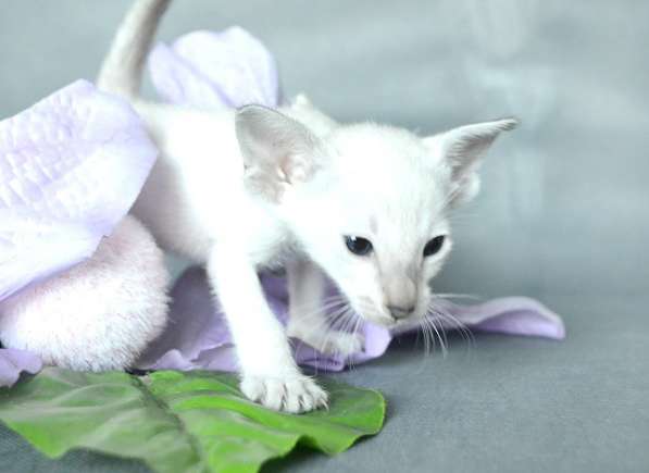 Ориентальные кошки из питомника в Москве фото 11