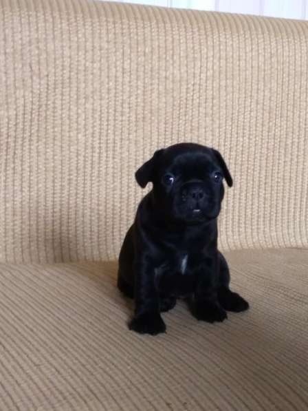 Французские булечки в Кирове фото 14