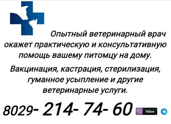 Услуги ветеринарного врача на дому! г. Минск в фото 5
