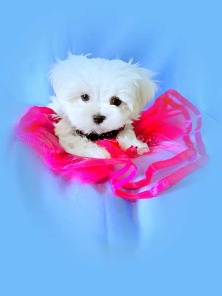 Мальтезе. Шикарные щенки. Мальчик в Екатеринбурге фото 8