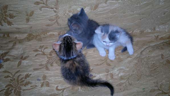 Британские полукровки в Самаре фото 14