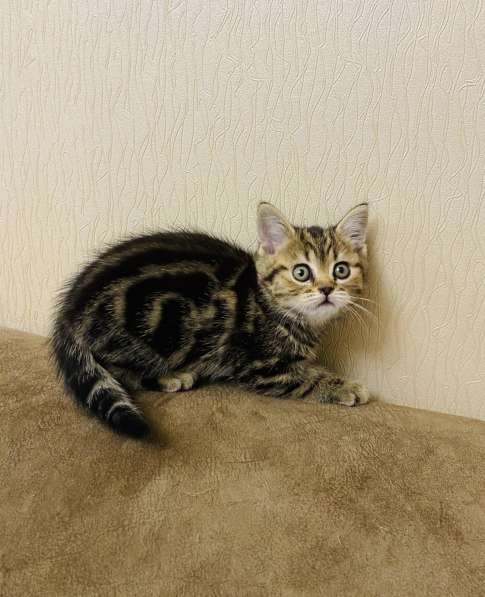 Шикарные шотландские котята в Симферополе фото 17