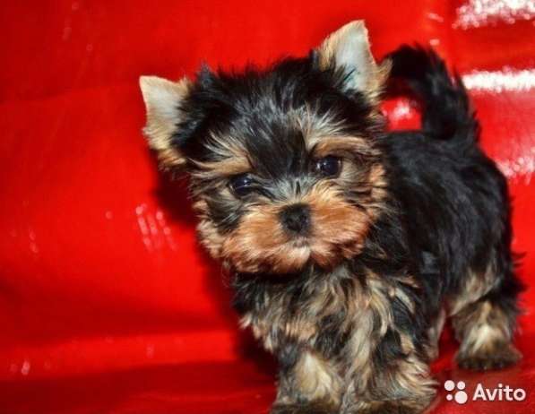 Щенки йоркширского терьера мини в Челябинске фото 3