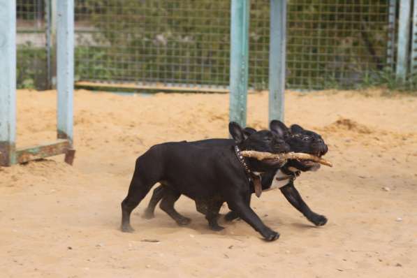 Французский бульдог подрощенная девочка в Москве фото 22