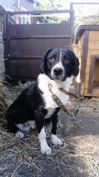 Отдаю собаку в добрые руки в Саратове фото 20