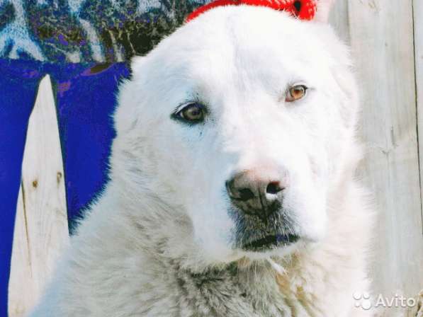 Белый годовалый кобель сао в Бийске фото 7