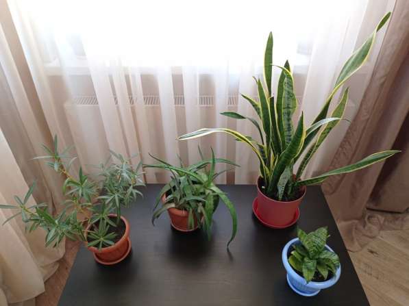 Комнатные растения в Новосибирске