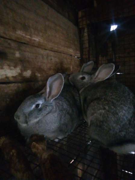 Кролики советские