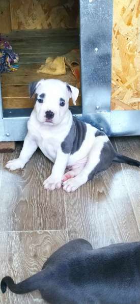 Шикарные щенки Амстаффа от Чемпиона в фото 9