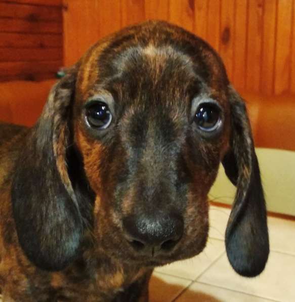 Щенки карликовой таксы в 