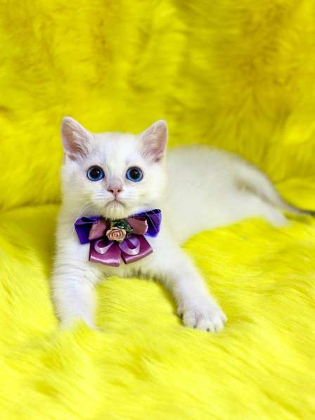 Британские котята драгоценных окрасов(золотая шиншилла) в фото 9