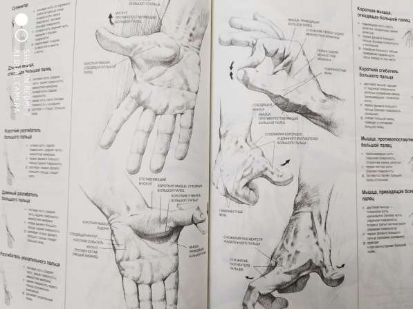 Рисунок. Д. Чиварди. 2 тома. Пластическая анатомия в Твери фото 3