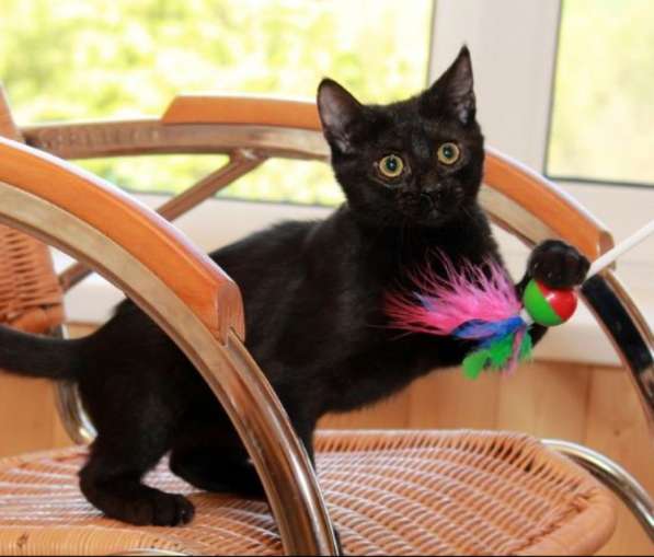 Котята в добрые руки. Рыжие девочки в Москве фото 37