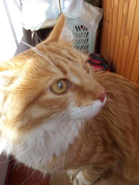 Рыжий кот ищет дом