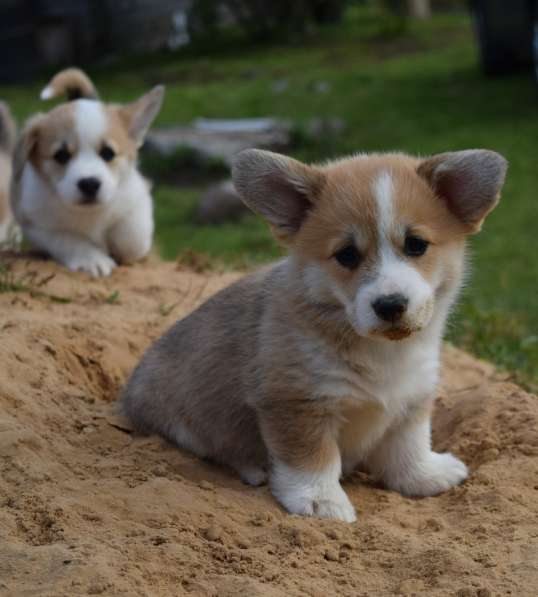 Щенки для души и для выставок в Санкт-Петербурге фото 19