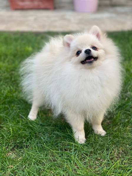 Померанский шпиц в фото 3