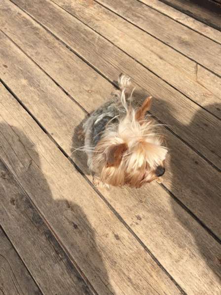 Йорк в Москве фото 5