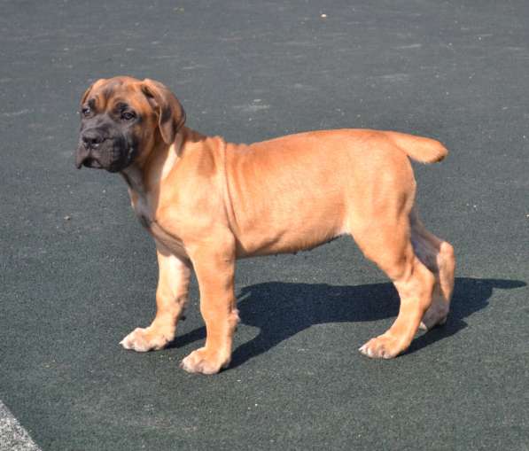 Щенки ЮА Бурбуля в Краснодаре фото 13