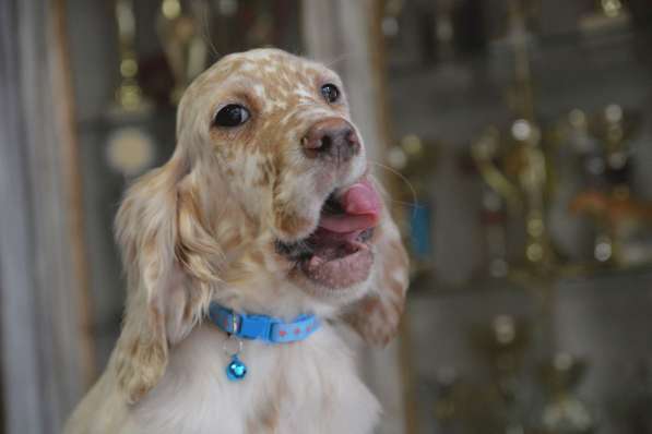 Английский сеттер щенки из элитного питомника в Москве фото 62